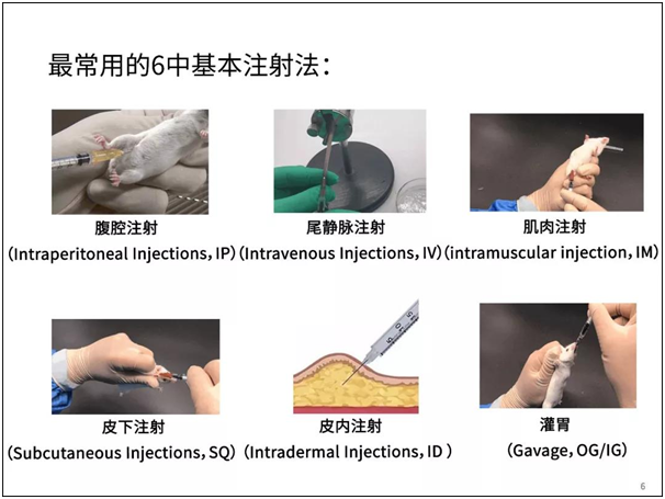 大小鼠注射实验方法解说